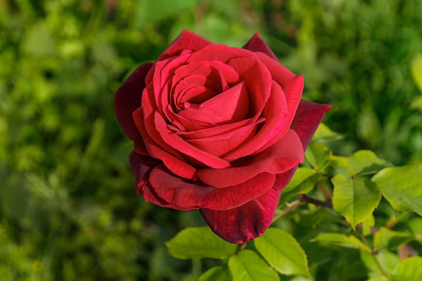 Red Rose